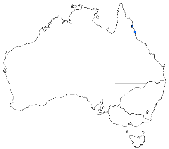 Australian distribution of Choristhemis olivei