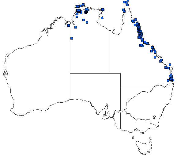 Australian distribution of Diplacodes trivialis