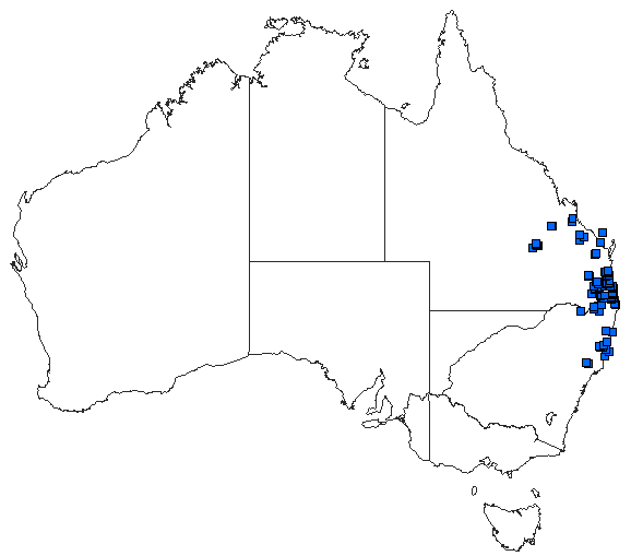 Australian distribution of Episynlestes albicauda