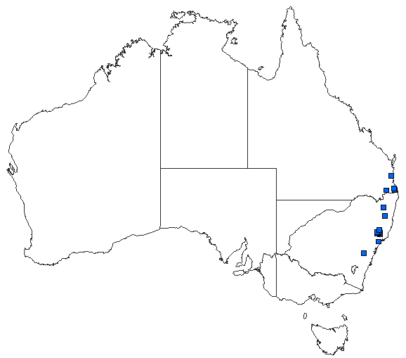 Australian distribution of Eusynthemis rentziana