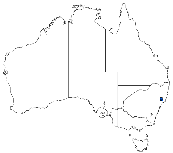 Australian distribution of Eusynthemis ursula