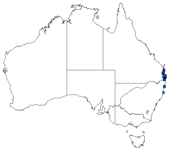 Australian distribution of Griseargiolestes albescens