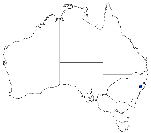 Australian distribution of Griseargiolestes bucki