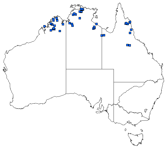 Australian distribution of Gynacantha nourlangie