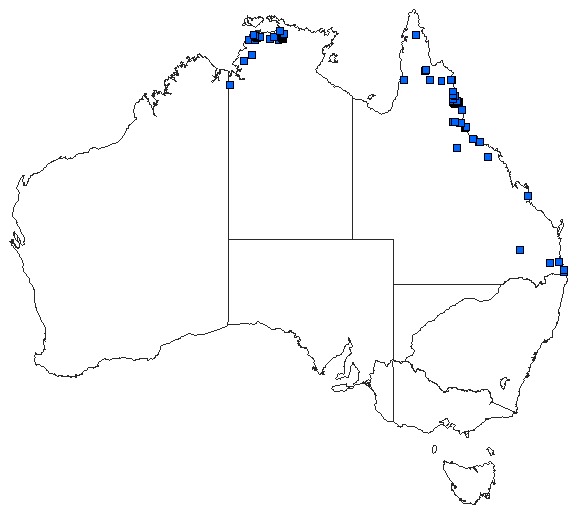 Australian distribution of Ischnura pruinescens
