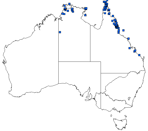 Australian distribution of Lathrecista asiatica festa