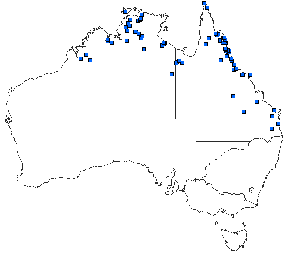 Australian distribution of Lestes concinnus