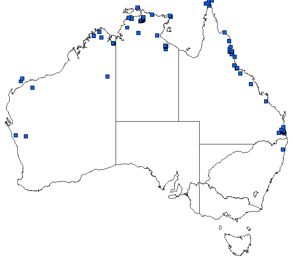 Australian distribution of Macrodiplax cora