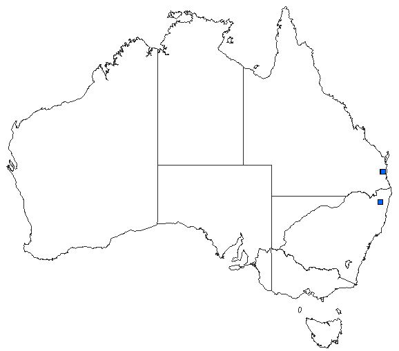 Australian distribution of Micromidia convergens