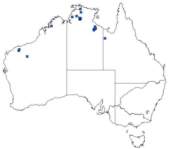 Australian distribution of Nannophlebia injibandi