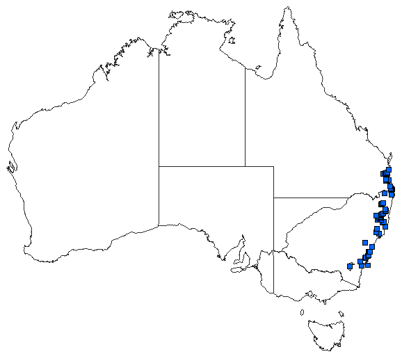 Australian distribution of Neosticta canescens