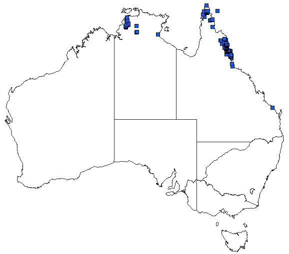 Australian distribution of Nososticta coelestina