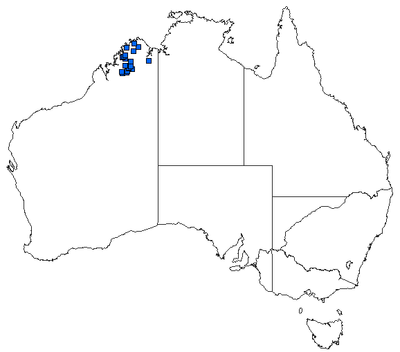 Australian distribution of Nososticta kalumburu