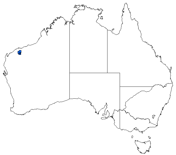 Australian distribution of Nososticta pilbara