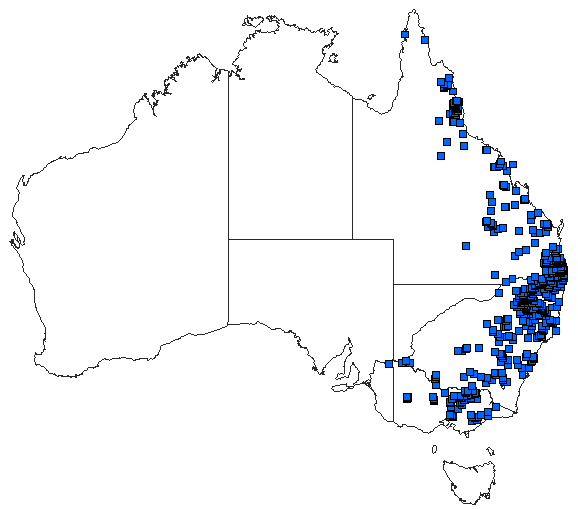 Australian distribution of Nososticta solida