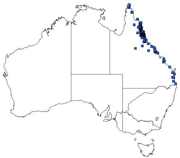 Australian distribution of Nososticta solitaria