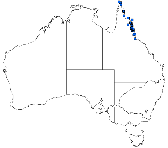 Australian distribution of Oristicta filicicola