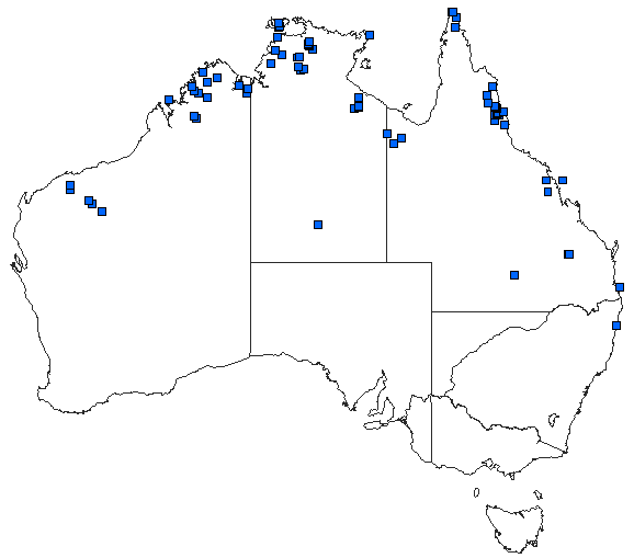 Australian distribution of Orthetrum migratum