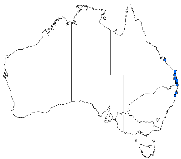 Australian distribution of Petalura litorea
