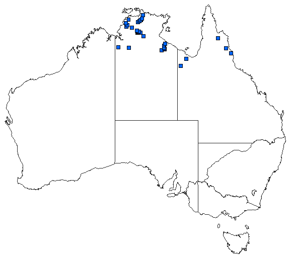 Australian distribution of Pseudagrion jedda
