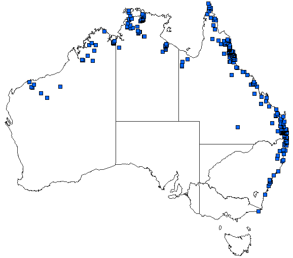 Australian distribution of Pseudagrion microcephalum