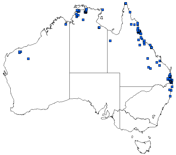 Australian distribution of Rhodothemis lieftincki