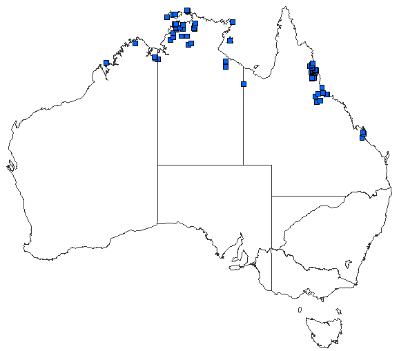 Australian distribution of Rhyothemis braganza