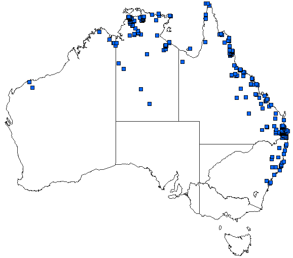 Australian distribution of Rhyothemis graphiptera