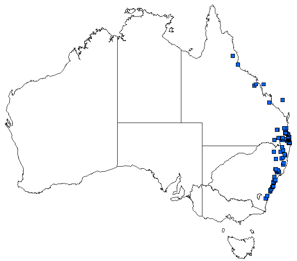Australian distribution of Synlestes selysi