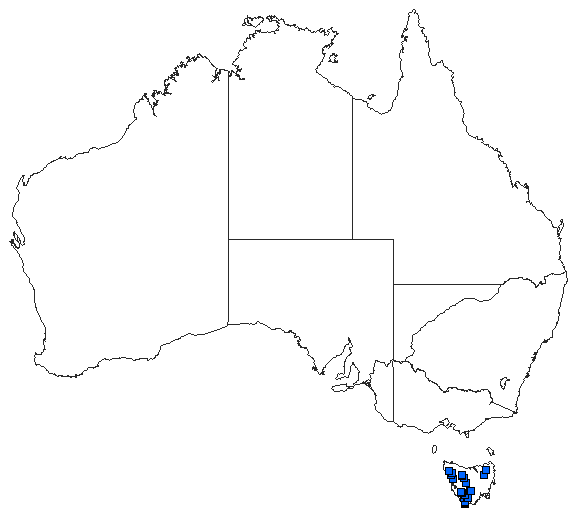 Australian distribution of Synthemiopsis gomphomacromioides
