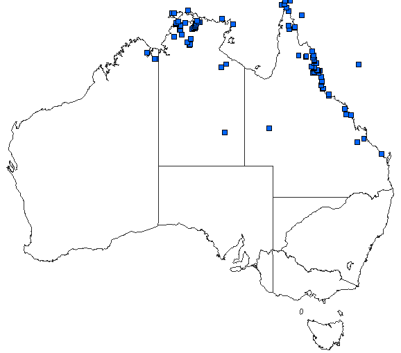 Australian distribution of Tholymis tillarga