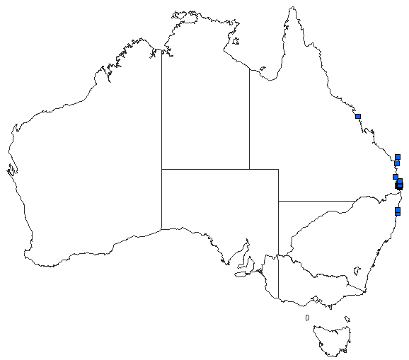 Australian distribution of Tramea eurybia