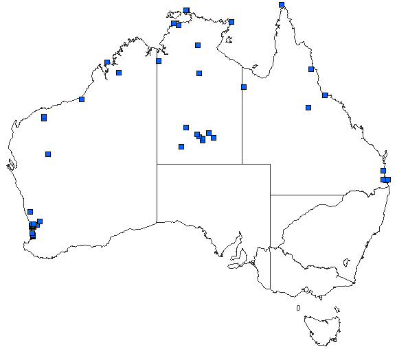 Australian distribution of Tramea stenoloba
