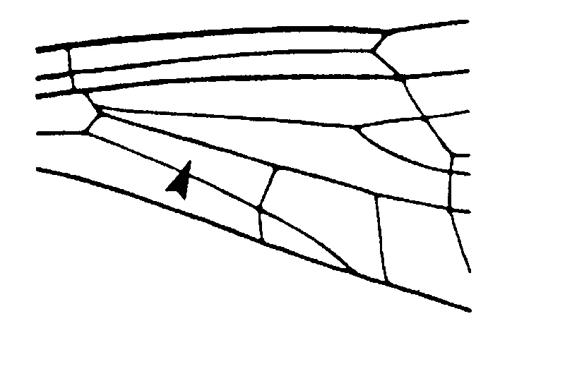 couplet drawing