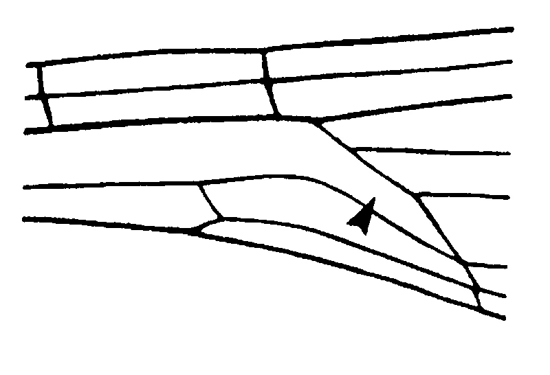 couplet drawing