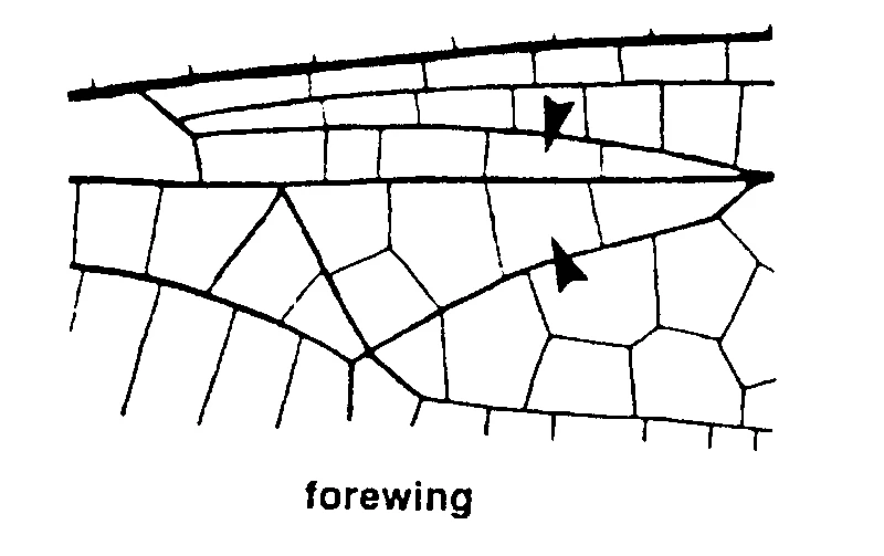 couplet drawing