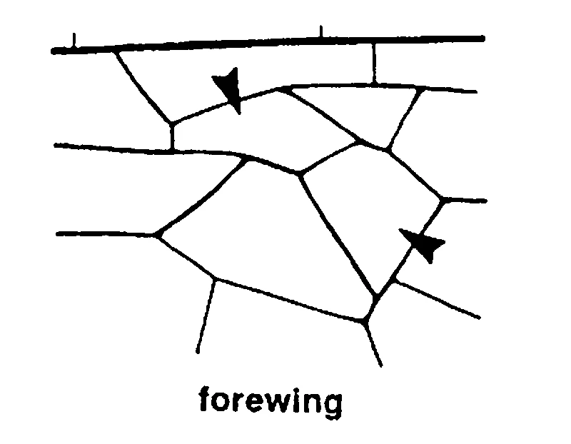 couplet drawing