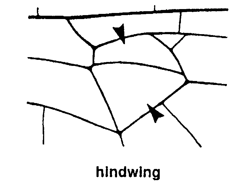 couplet drawing