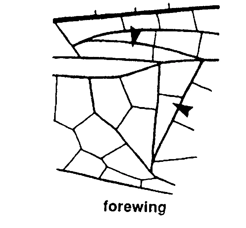 couplet drawing