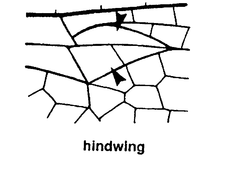 couplet drawing