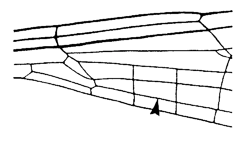 couplet drawing