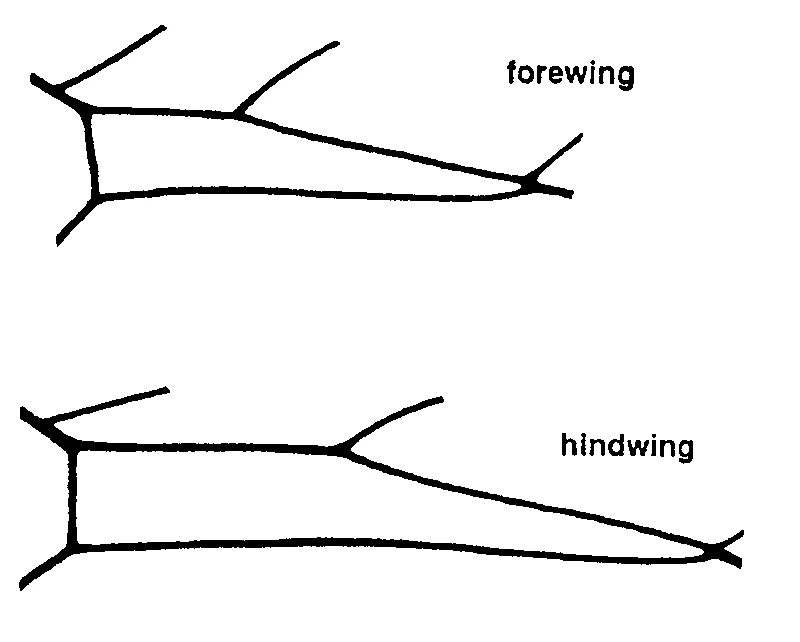 couplet drawing