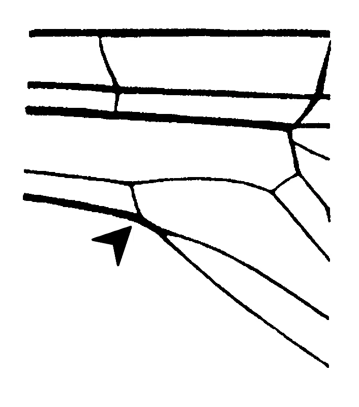 couplet drawing