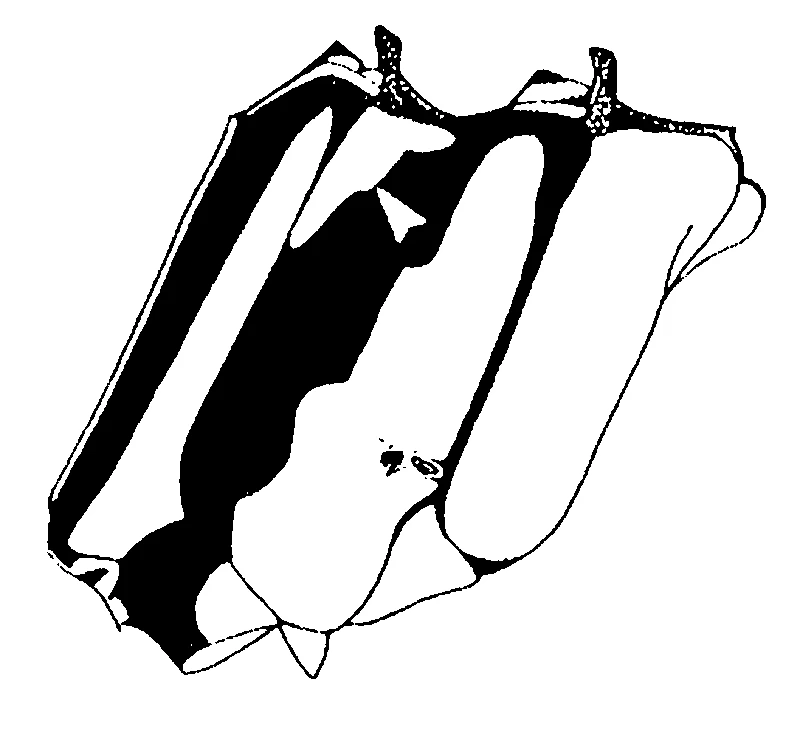 couplet drawing