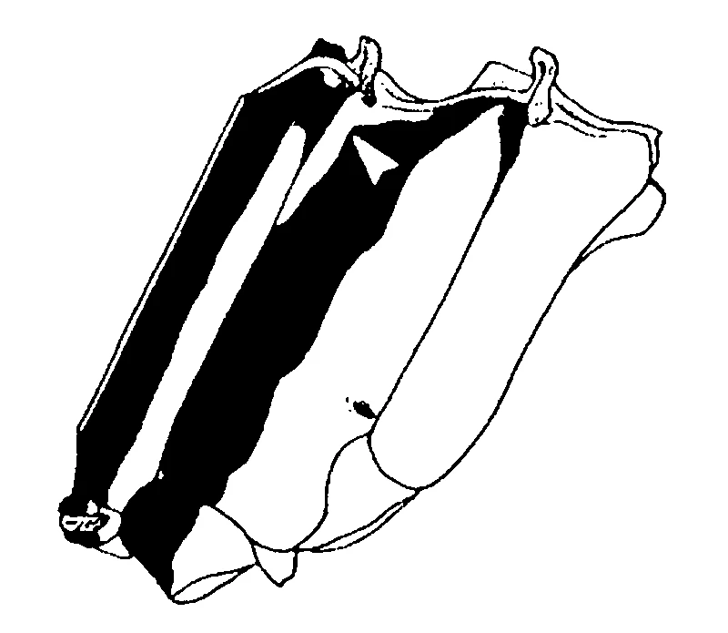 couplet drawing