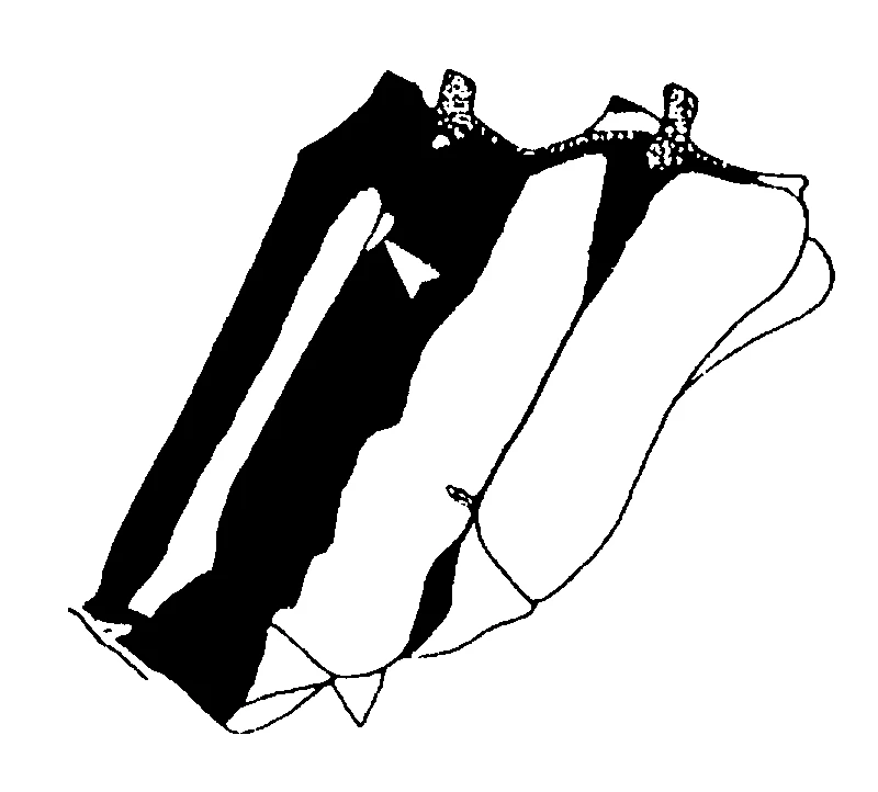 couplet drawing