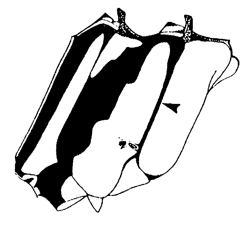 couplet drawing