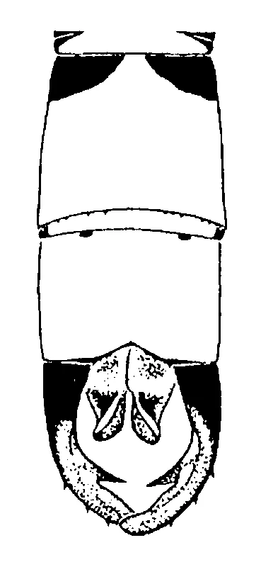 couplet drawing