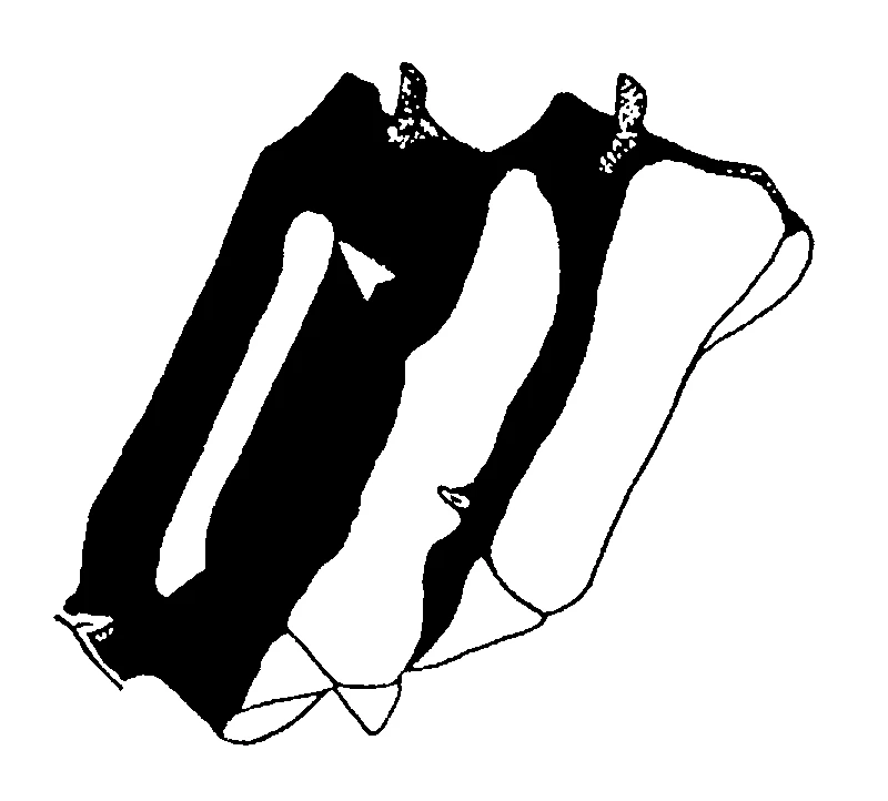 couplet drawing