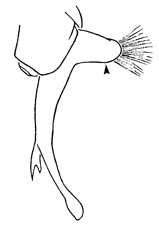 couplet drawing